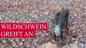 Wildschwein - die tödliche Ge...