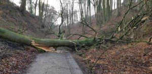 Baumfaellung einer 30 m hohen...