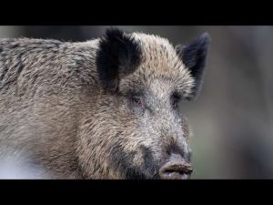 Dinslaken: Wildschwein randal...