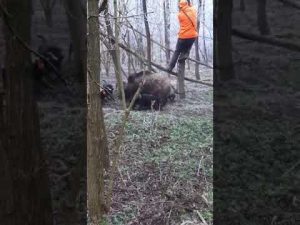 Männer werden im Wald von Wil...