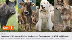 Richtig reagieren bei Begegnu...