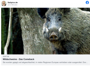 Wildschweine - Das Comeback