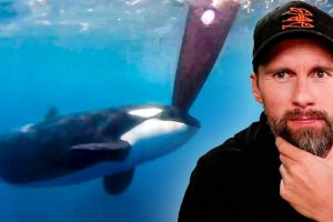 Grund für rätselhafte Orca-Angriffe endlich gefunden?! – Robert Marc Lehmann