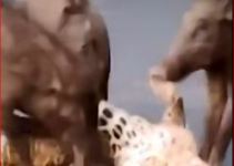 Wild Boar Attack Leopard