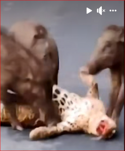 Wild Boar Attack Leopard