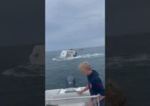 Whale capsized boat