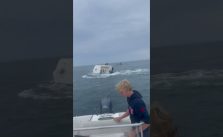 Whale capsized boat