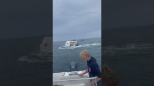 Whale capsized boat